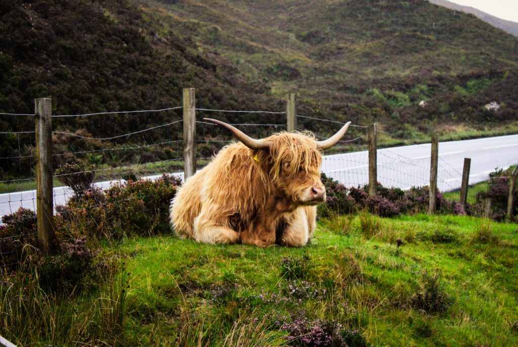 Coolcation Guide: 7 Days in the Scottish Highlands & Isle of Skye