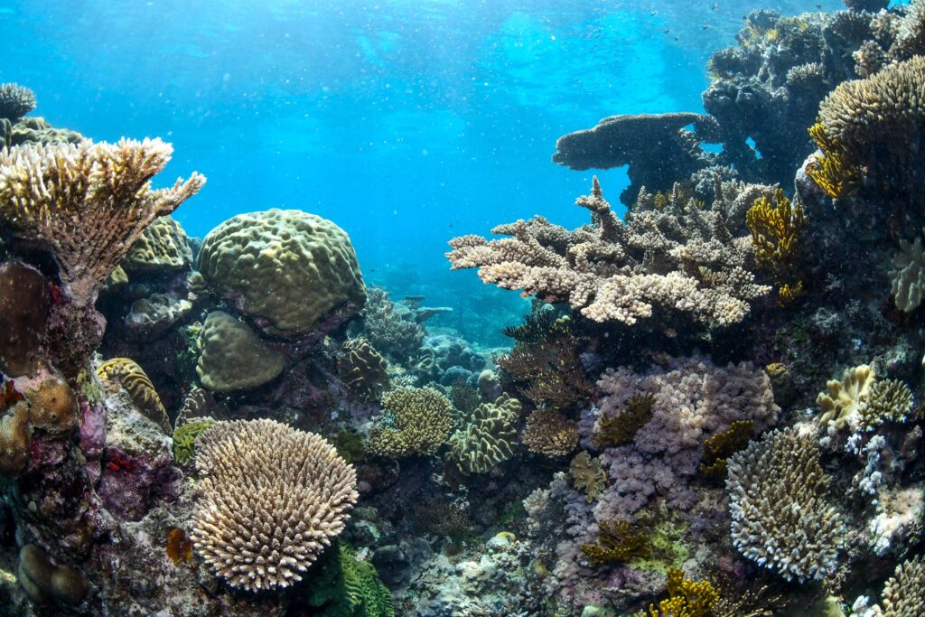 Is the Great Barrier Reef Tour Worth the AU$250 Ticket? Inner Reef vs Outer Reef Truth