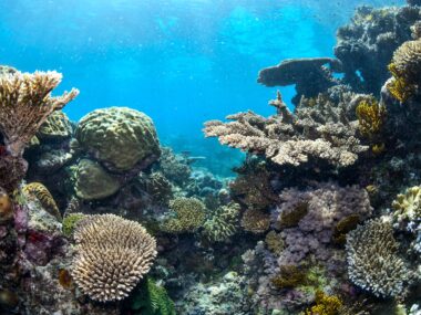 Is the Great Barrier Reef Tour Worth the AU$250 Ticket? Inner Reef vs Outer Reef Truth